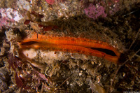 Crassadoma gigantea (Rock Scallop)