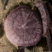 Dendraster excentricus (Sand Dollar)