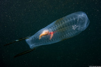 Thetys vagina (Pelagic Tunicate)
