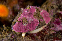 Diodora aspera (Keyhole Limpet)