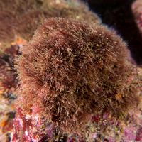 Order Ceramiales (Filamentous Red Algae)