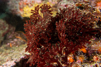 Rhodymenia californica (Rhodymenia Californica)