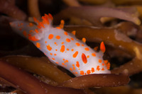 Triopha catalinae (Catalina Triopha)