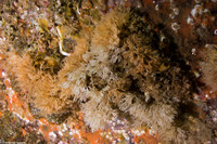 Scrupocellaria sp.1 (Scrupocellaria)