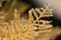 Abietinaria sp.1 (Sea Fir)