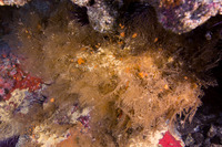 Abietinaria sp.1 (Sea Fir)