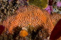 Coleopora gigantea (Coleopora Gigantea)