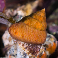 Calliostoma gloriosum (Glorious Top Snail)