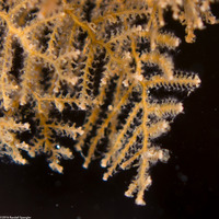 Abietinaria sp.1 (Sea Fir)