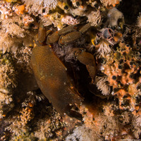 Pugettia producta (Northern Kelp Crab)