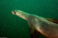 Zalophus californianus (California Sea Lion)