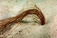 Gracilaria pacifica (Red Spaghetti)