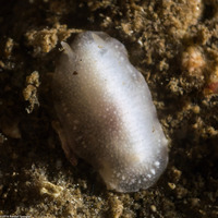 Conualevia alba (White Smooth-Horn Dorid)