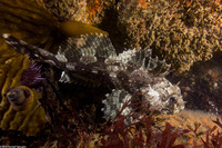Scorpaenichthys marmoratus (Cabezon)