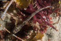 Odontopyxis trispinosa (Pygmy Poacher)