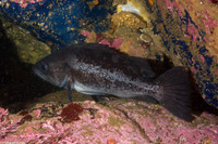 Sebastes melanops (Black Rockfish)