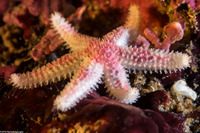 Leptasterias hexactis (Six-Arm Star)