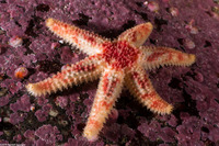 Leptasterias hexactis (Six-Arm Star)