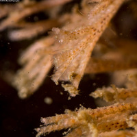 Scrupocellaria sp.1 (Scrupocellaria)