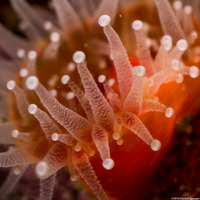 Corynactis californica (Club-Tipped Anemone)
