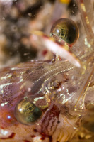 Pandalus danae (Dock Shrimp)