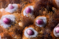 Pisaster giganteus (Giant Spined Star)