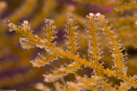 Abietinaria sp.1 (Sea Fir)