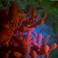 Botryocladia pseudodichotoma (Red Sea Grapes)