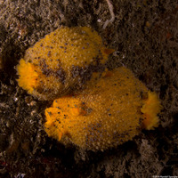 Doris montereyensis (Monterey Dorid)