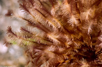 Sabellidae sp.6 (Banded Feather Duster Worm)
