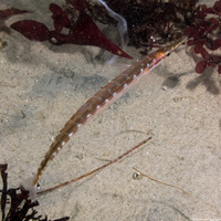 Aulorhynchus flavidus (Tubesnout)