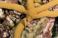 Halichoeres hortulanus (Checkerboard Wrasse)