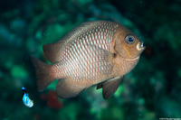 Dascyllus trimaculatus (Threespot Dascyllus)