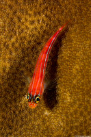 Helcogramma striata (Striped Triplefin)