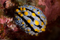 Phyllidia varicosa (Varicose Phyllidia)
