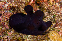 Coriocella hibyae (Velvet Snail)