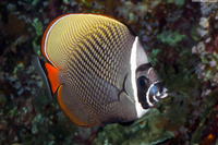Chaetodon collare (White Collar Butterflyfish)