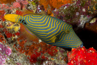 Balistapus undulatus (Orange-Lined Triggerfish)