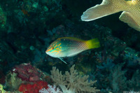 Halichoeres hortulanus (Checkerboard Wrasse)