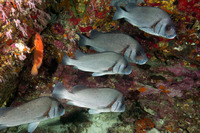 Plectorhinchus gibbosus (Blubberlip)