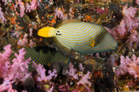 Balistapus undulatus (Orange-Lined Triggerfish)