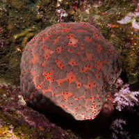 Culcita schmideliana (Spiny Cushion Star)