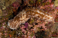 Pearsonothuria graeffei (Blackspotted Sea Cucumber)