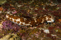 Pearsonothuria graeffei (Blackspotted Sea Cucumber)