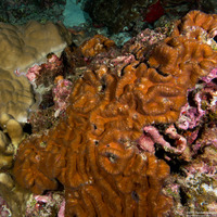 Lobophyllia radians (Lobophyllia Radians)