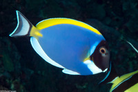 Acanthurus leucosternon (Powderblue Surgeonfish)