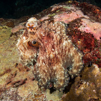 Octopus cyanea (Day Octopus)