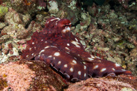 Octopus cyanea (Day Octopus)