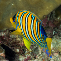Pygoplites diacanthus (Regal Angelfish)