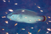 Cheilinus undulatus (Humphead Wrasse)